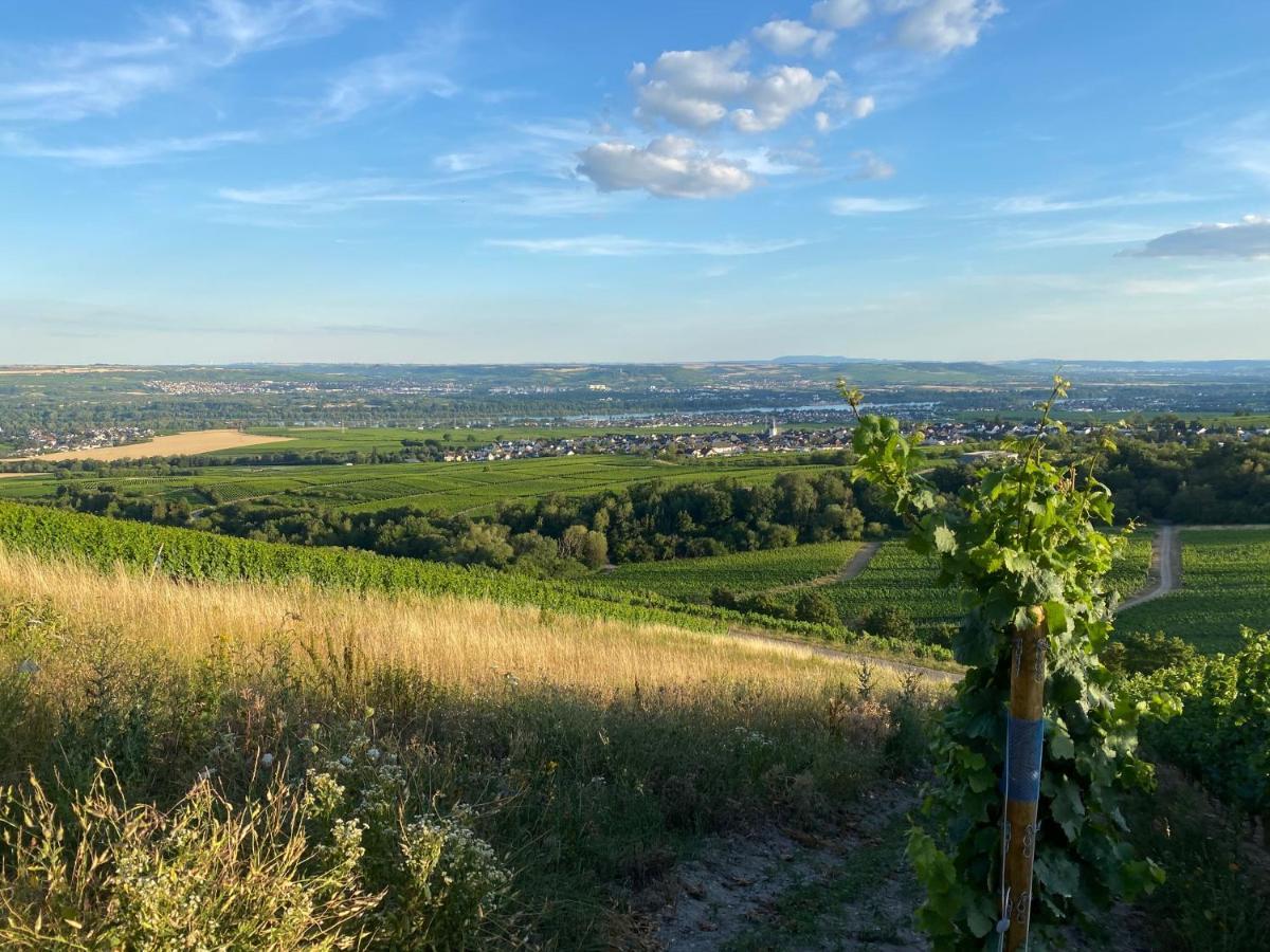 Balthasar Ress Guesthouse Am Rebhang Im Rheingau エーストリッヒ・ヴィンケル エクステリア 写真